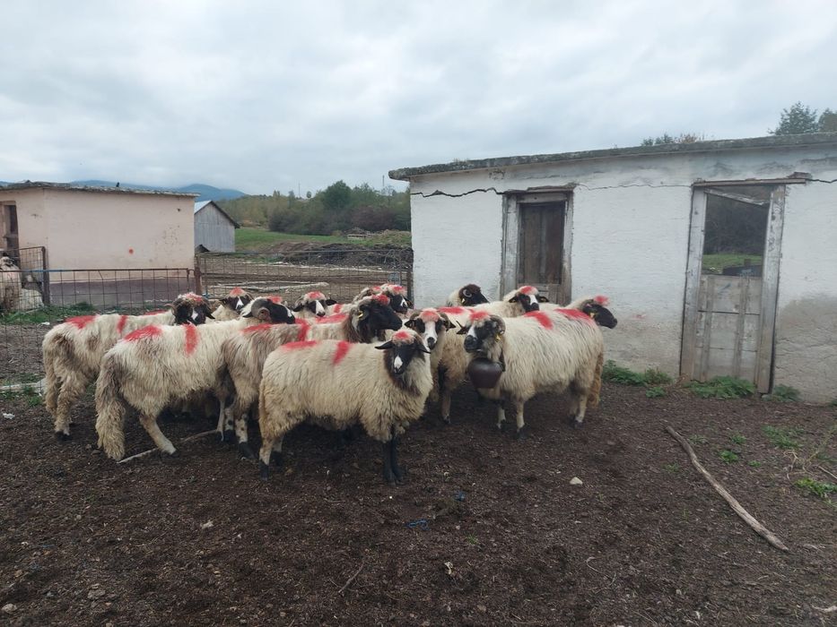 Vand 12 oi si 2 miori