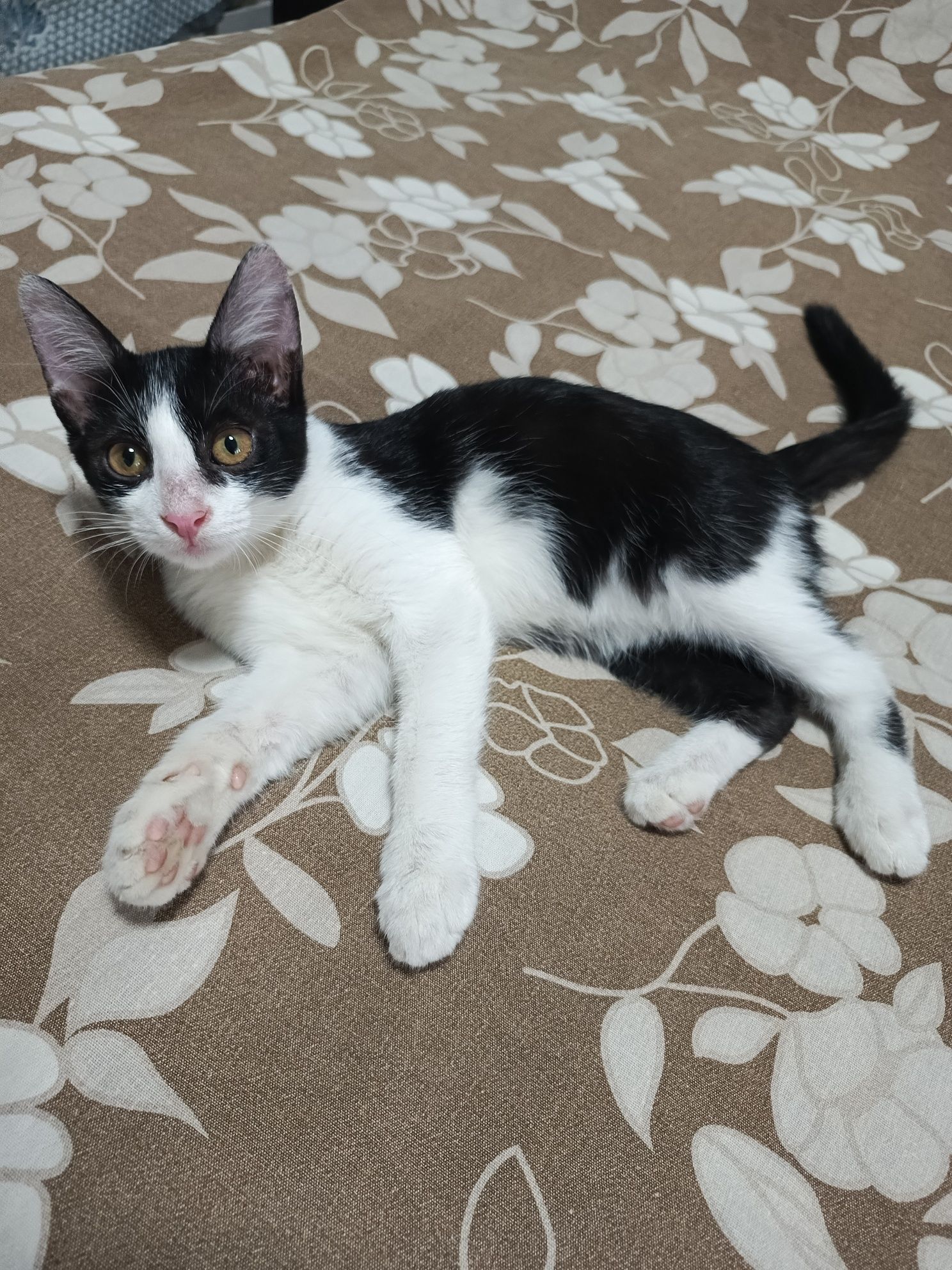 Котик мальчик 3 месяца