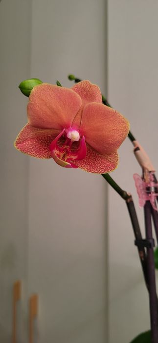 Продам орхидею Сюрф Сонг