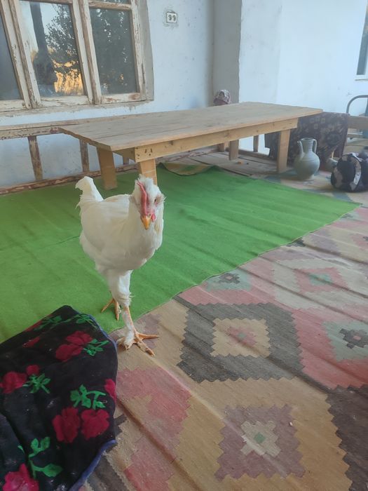 Zotli yosh xoʻrozlar sotiladi