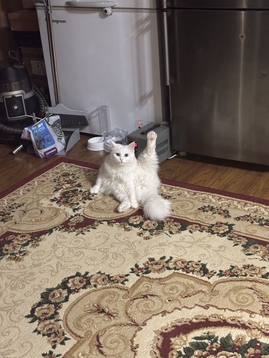 Турецкая ангора в добрые руки