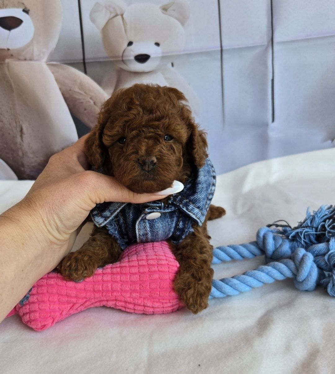 Пудел той Poodle toy с родословие момиче