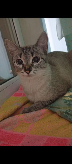 Отдадим кошечку в добрые