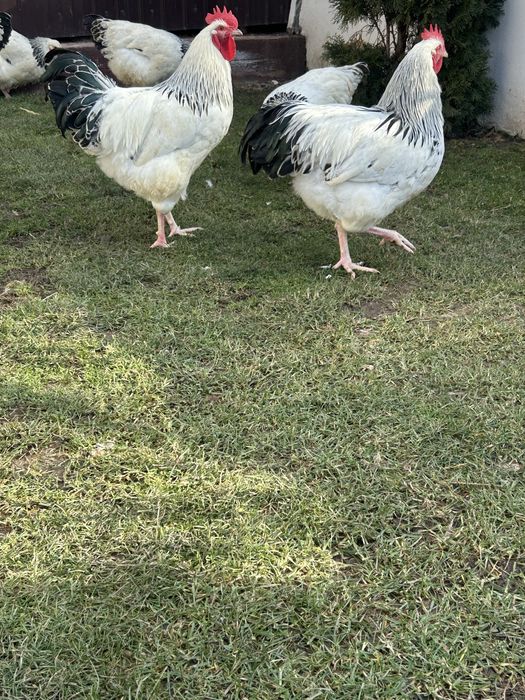 Cocosi sussex de vanzare., varsta 5 luni