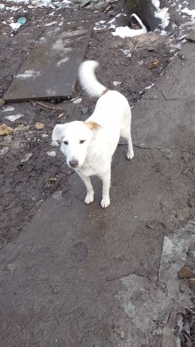 Куче Гета търси дом