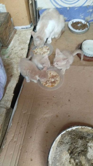 Подарявам 3 мъжки котенца