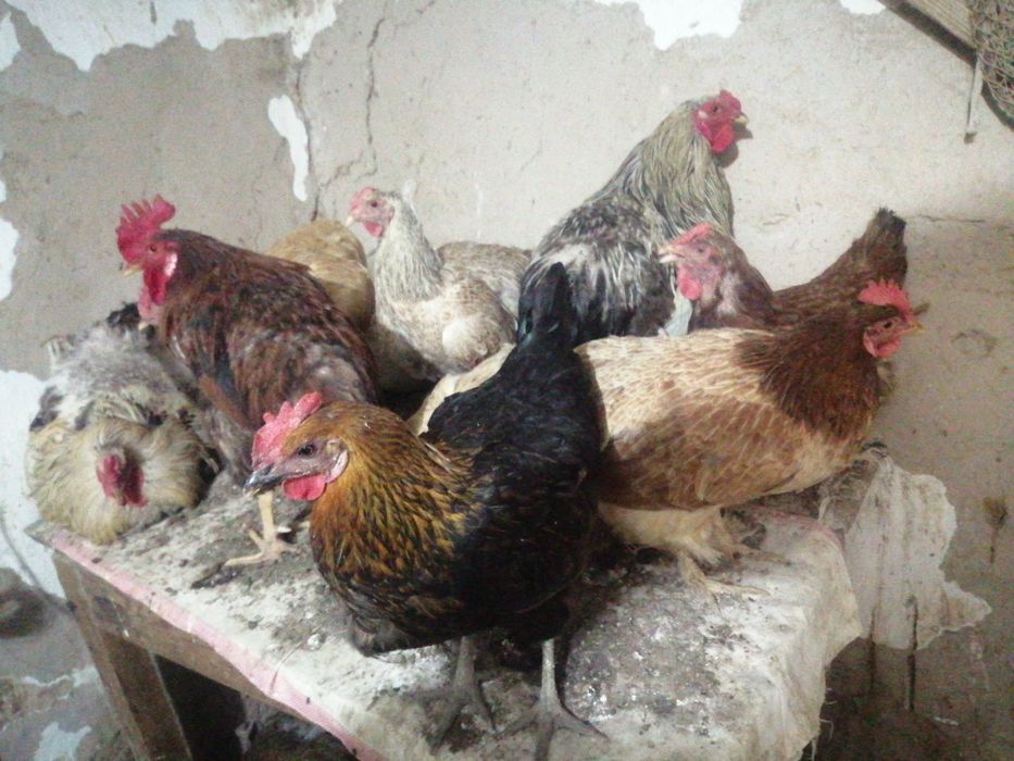 Продам кур взрослых  несушек цена 3000