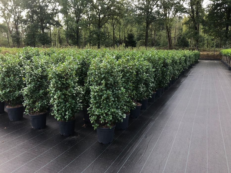 Prunus laurocerasus - Laur englezesc