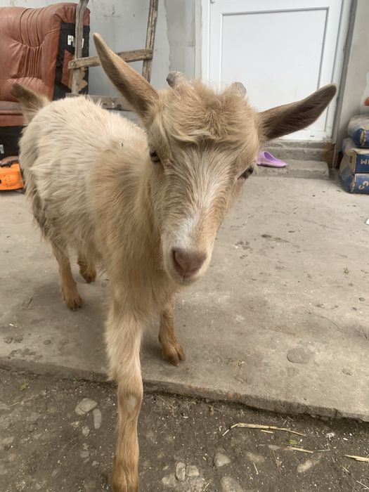 Vand  pereche de iezi