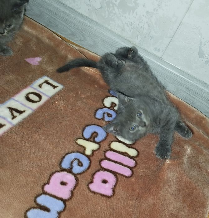 Продаются котята скоттиш страйт