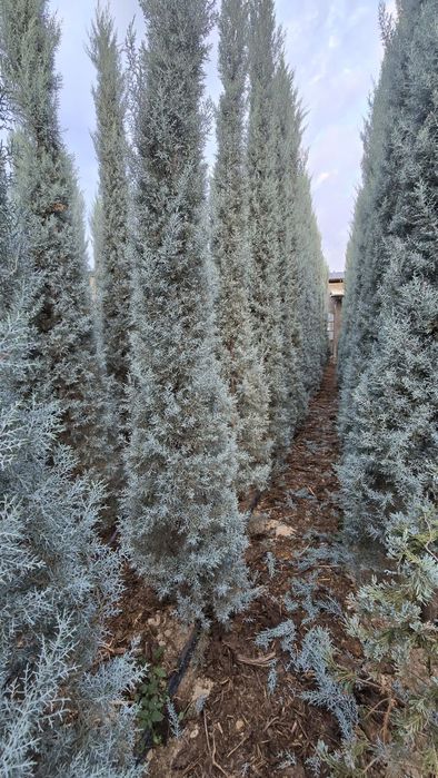 Arizonskiy kiparis archalari sotiladi xar xil razmerlari bor
