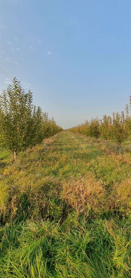 Продам яблоневый сад в г. Есик.