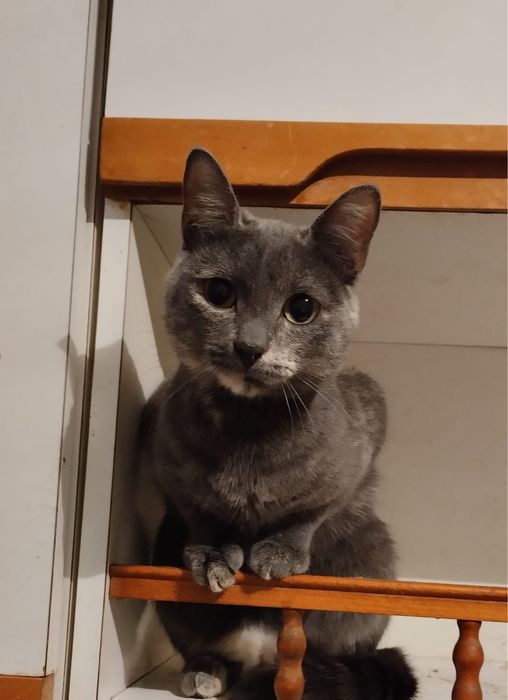 Кошечка стерилизованная