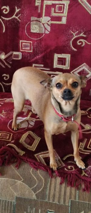 Пропала   собака