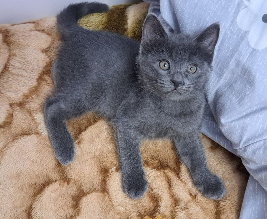 Продаются котята