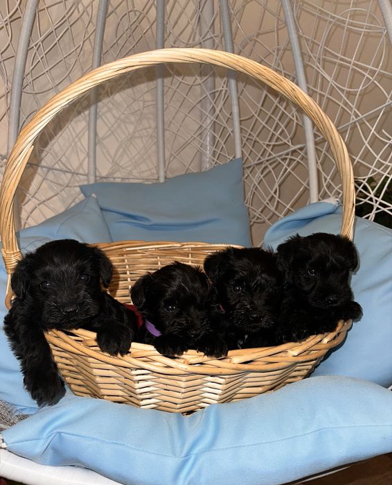 Мини Шнауцер/Цвергшнауцер