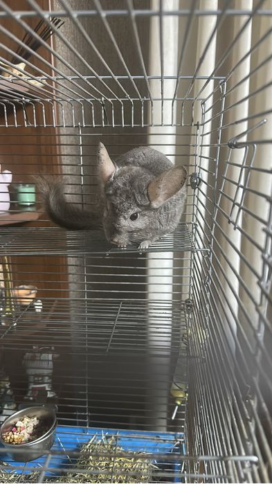 Шиншила мальчик продам