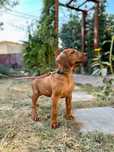 Pui Rhodesian Ridgeback cu pedigree | Canisa de Tartasesti