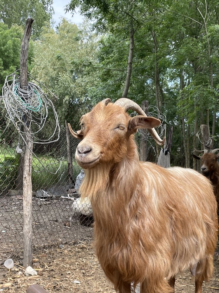 Capra buna de lapte