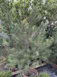 Pinus nigra,pin negru 1.70/2m