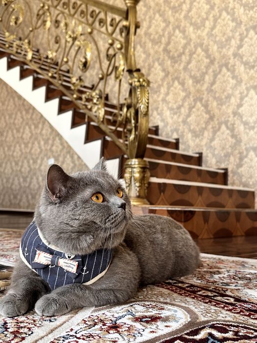 Вязка Скотиш Страйт