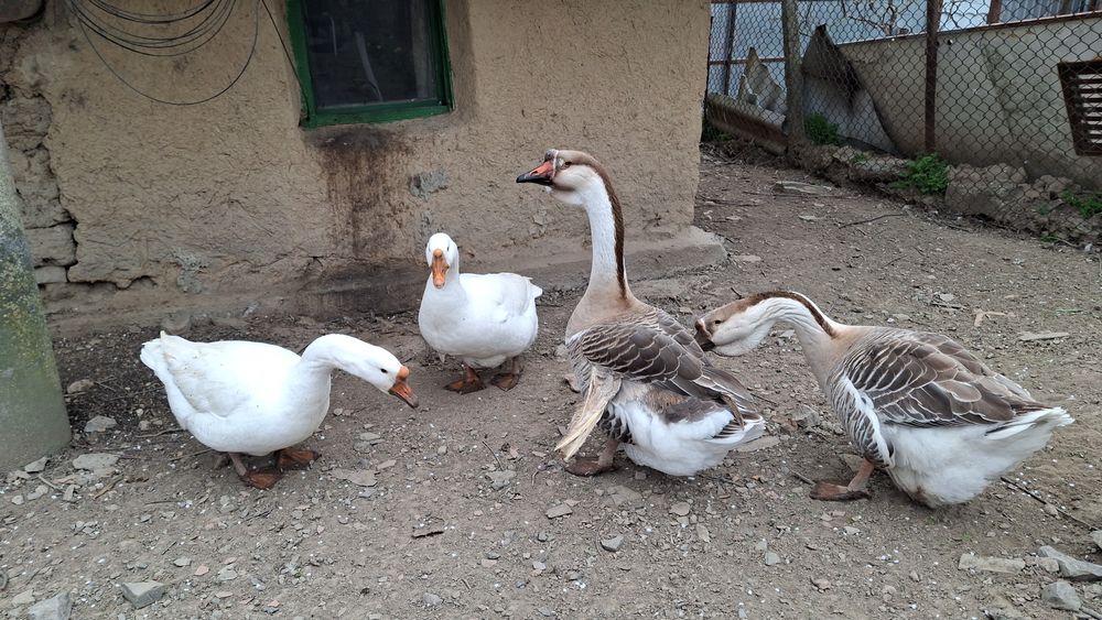 Pasari de curte ( rate, cocosi de munte , cocosi brahma )