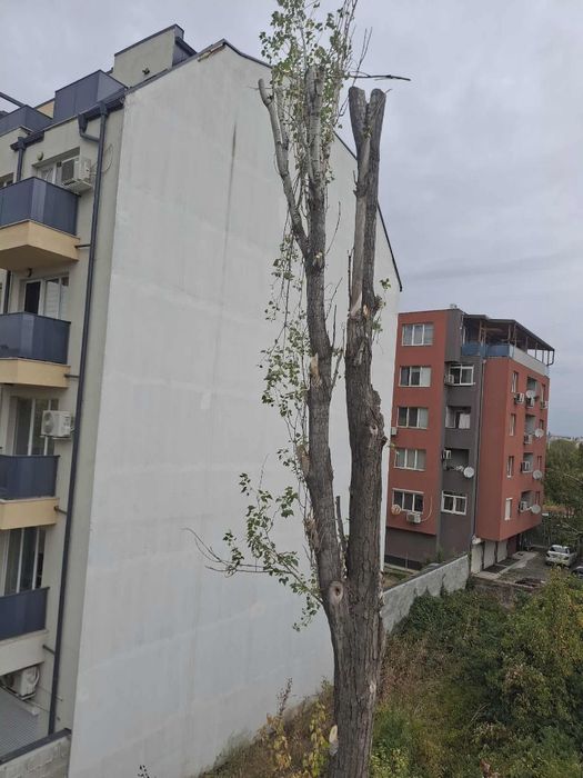 Рязане и кастрене на опасни дървета