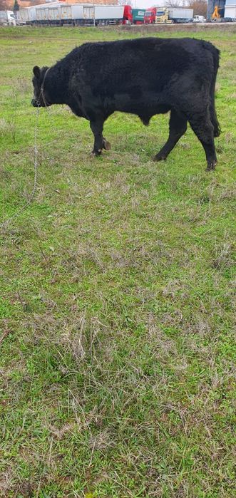 Абърдийн   ангус