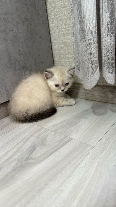 Продаются котята