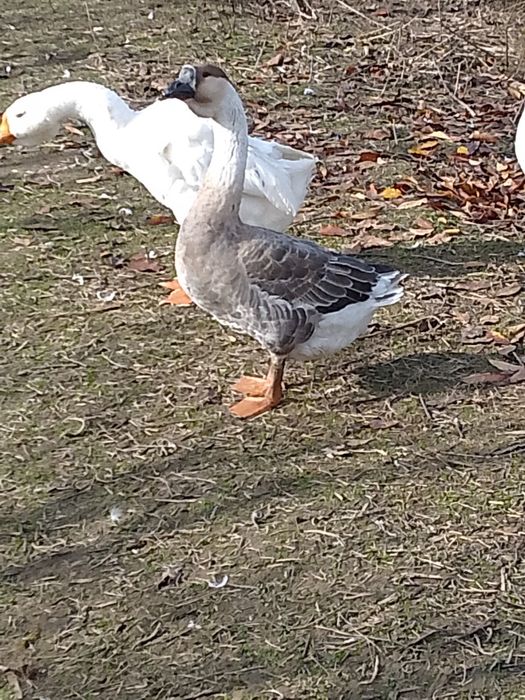 Gâște leșești și Eden