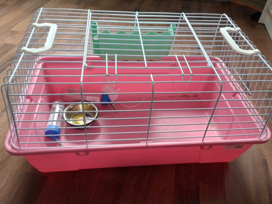 Cusca iepure/porcusor guinea/animale