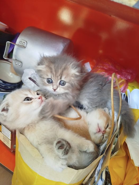Продается котята.