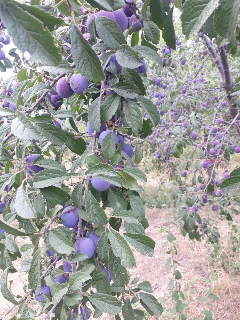 Продам саженцы чернослива дешово (олхори кучатлари)