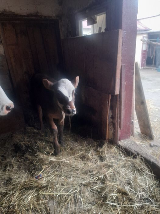 Vând vitica de 10 săptămâni