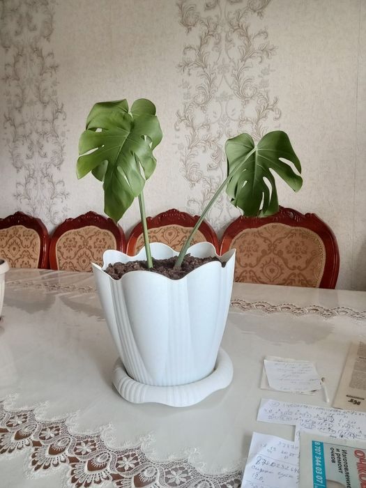 Цветы разные цены доступные