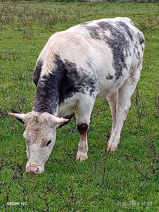 Vând vițea și un taur