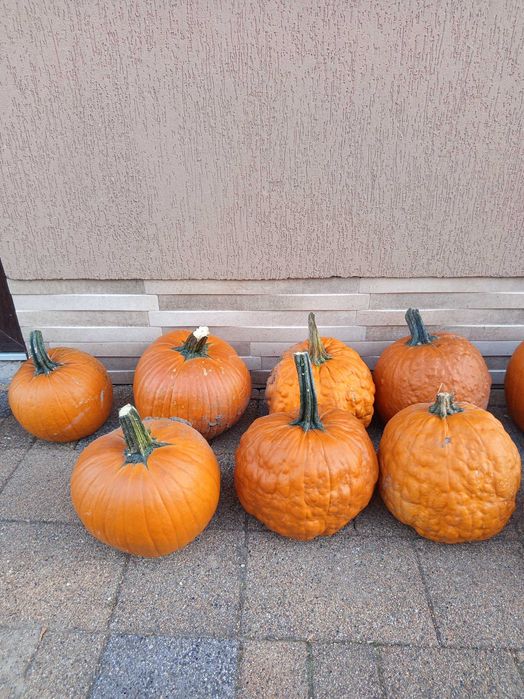 Dovleac halloween si decor