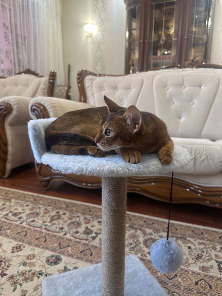 Продается Абиссинский котенок