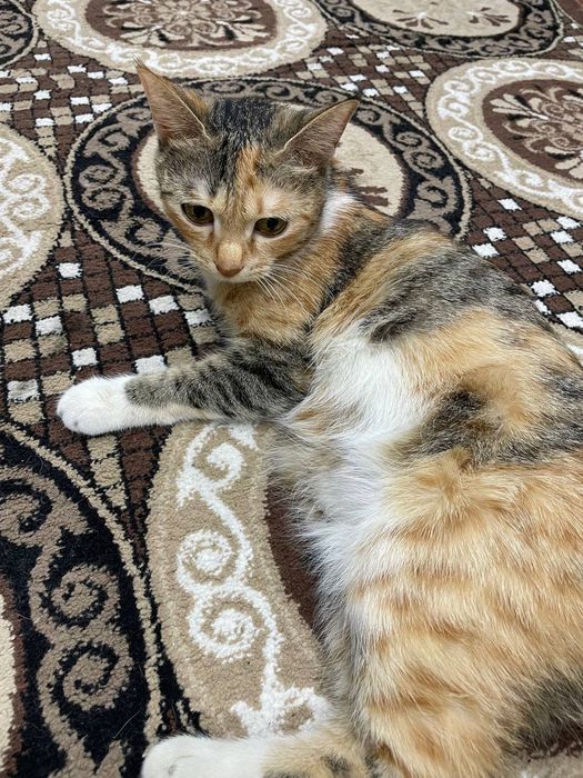 Кошки домашние Мать и дети