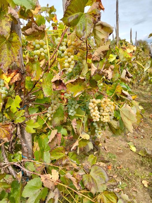 500kg struguri de Nova pentru vin !