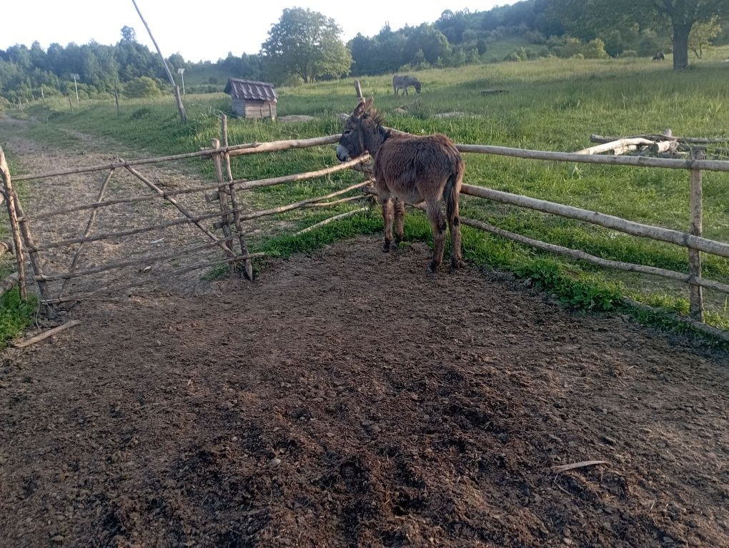 Vând măgar de talie mica