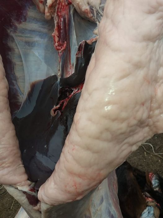 жылқы еті жіліктеп..