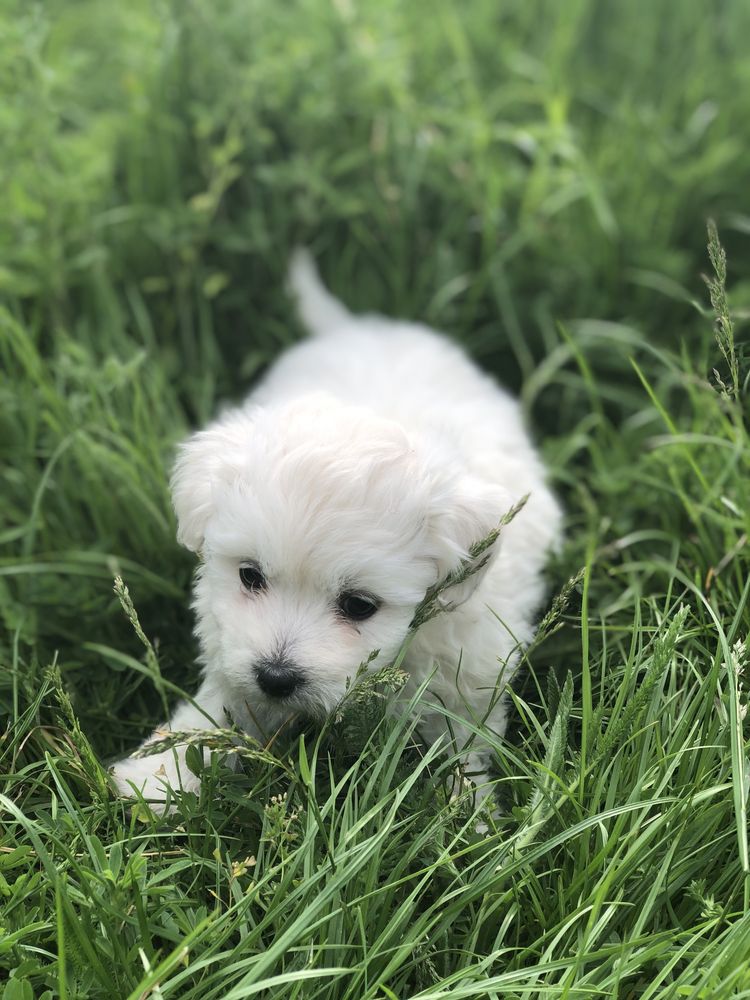 Bichon maltez mini rasa pura