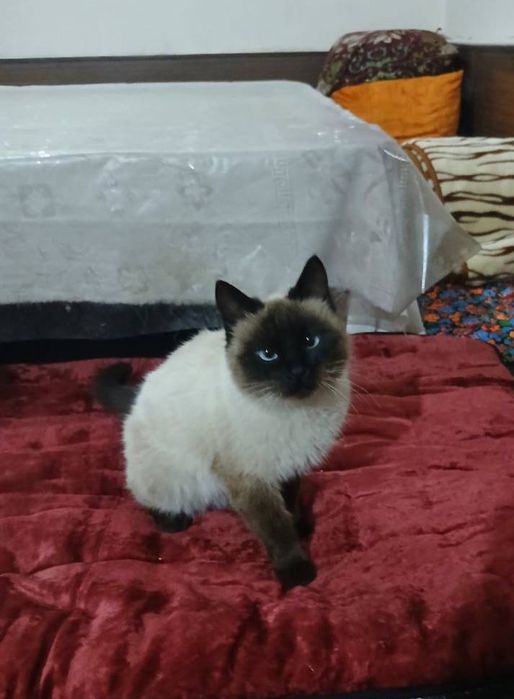 Mushuk sotiladi. Tailand mushugi