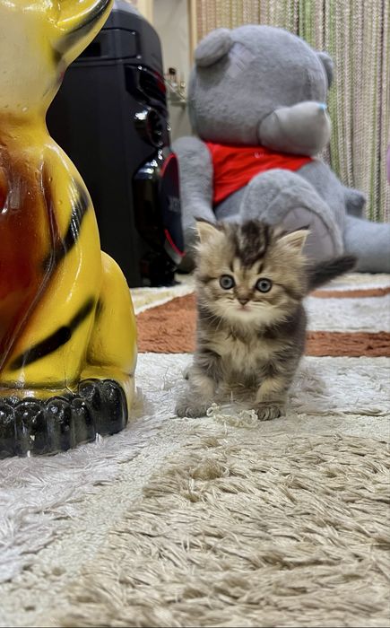 Британская золотая шиншила!