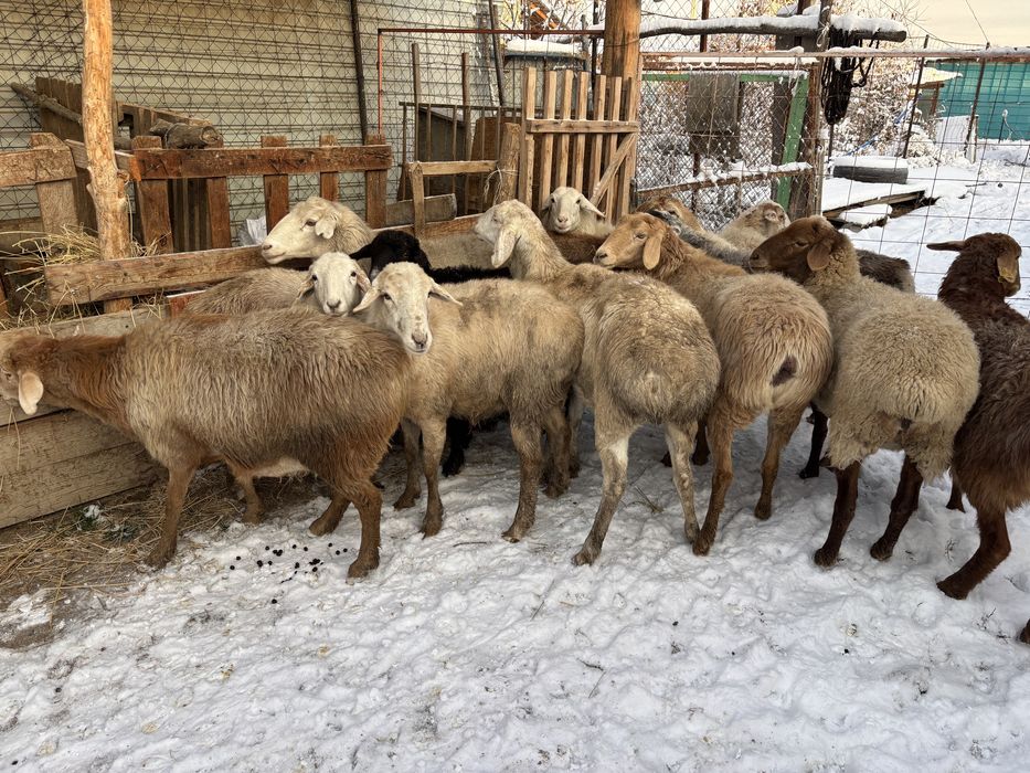 Овцы тусак саулык