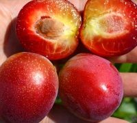 Pomi fructiferi deosebiti Cais soiul Apeikyra