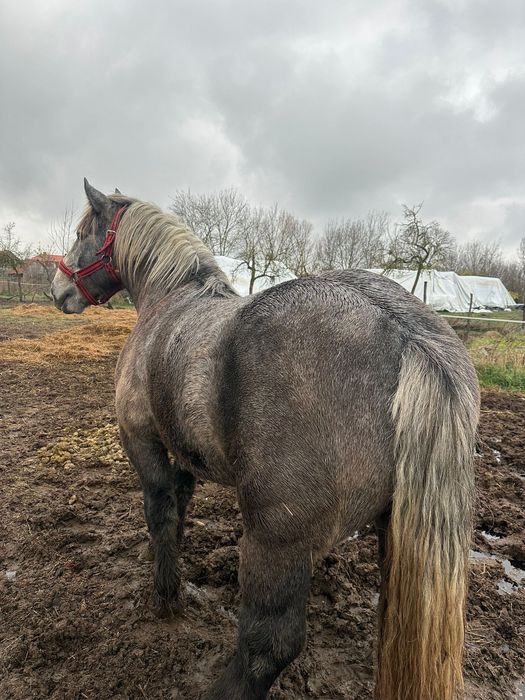 Vand sau schimb cu iapa