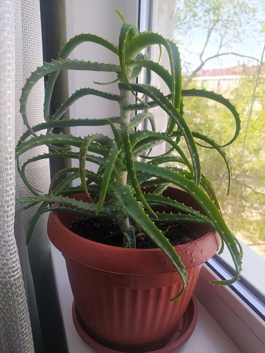 Цветок Столетник