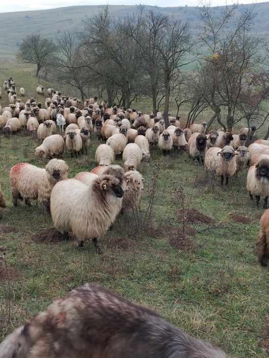 Oi bucalai disponibile